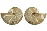 Jurassic Cut & Polished Ammonite Fossil (Pair)- Madagascar #215976-1